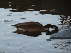 Branta canadensis