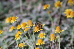 Apis mellifera