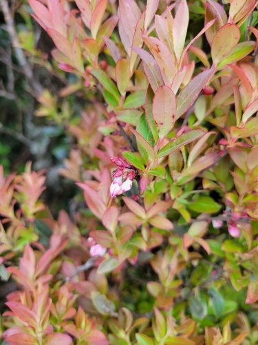 Image of Vaccinium consanguineum by (c) Jake Rehage, some rights reserved (CC BY)