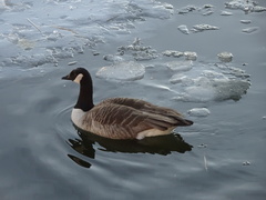Branta canadensis