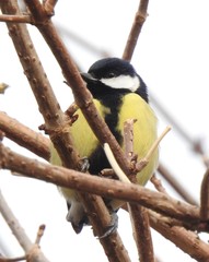 Parus major