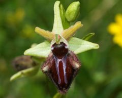 Ophrys sphegodes atrata