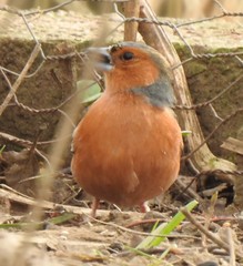 Fringilla coelebs
