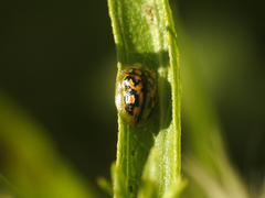 Aporocassida graphica