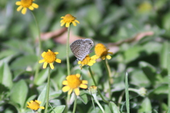Leptotes marina
