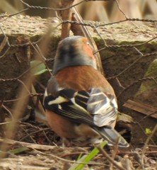Fringilla coelebs
