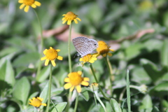 Leptotes marina
