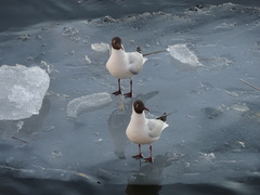 Chroicocephalus ridibundus