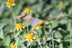Leptotes marina