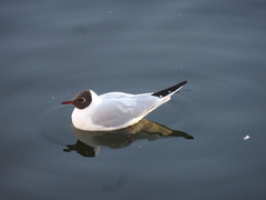 Chroicocephalus ridibundus