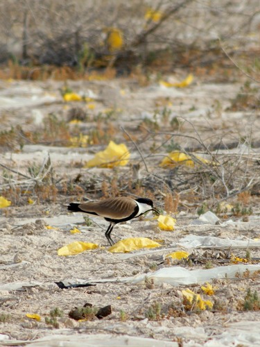 Spur-winged Lapwing