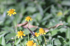 Leptotes marina