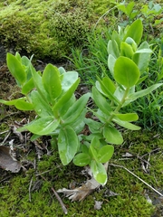 Hylotelephium telephium