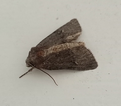 Ichneutica hartii