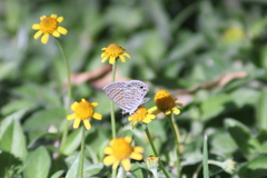 Leptotes marina