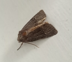 Ichneutica hartii