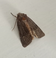 Ichneutica hartii