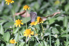 Leptotes marina