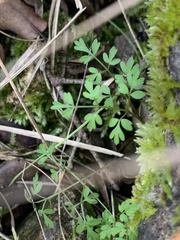 Conopodium thalictrifolium