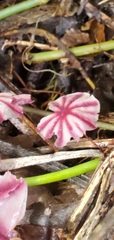 Marasmius tageticolor