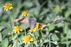 Leptotes marina