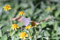 Leptotes marina