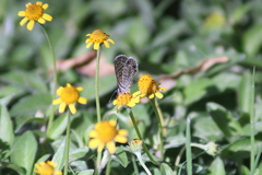 Leptotes marina