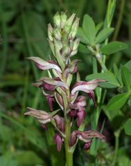 Anacamptis coriophora fragrans