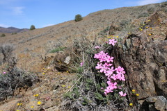 Phlox hirsuta