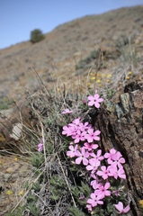 Phlox hirsuta