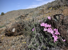 Phlox hirsuta