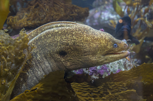 California Moray
