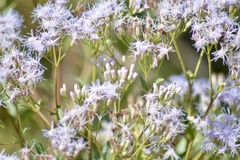 Chromolaena laevigata