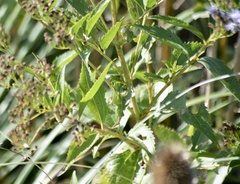 Chromolaena laevigata