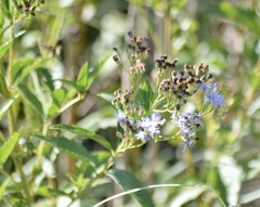 Chromolaena laevigata
