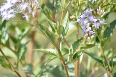 Chromolaena laevigata