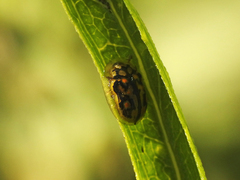 Aporocassida graphica