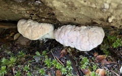 Spongiporus leucospongia