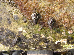 Littoraria vespacea