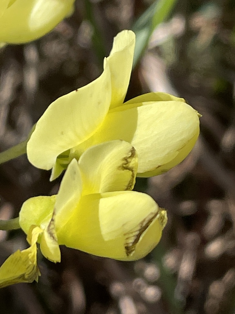 longbract wild indigo from Padre Island National Seashore, TX, US on ...