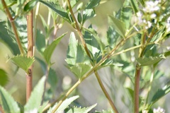 Chromolaena laevigata