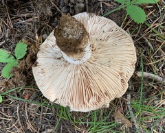Russula adusta