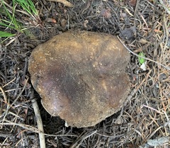 Russula adusta