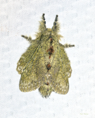Euglyphis submarginalis