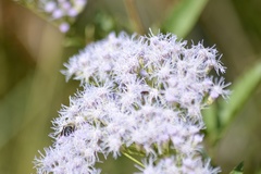 Chromolaena laevigata