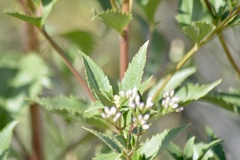 Chromolaena laevigata