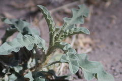 Solanum elaeagnifolium