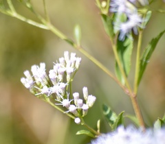 Chromolaena laevigata