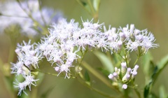 Chromolaena laevigata