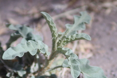 Solanum elaeagnifolium